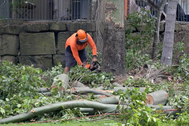 Sicklerville, NJ Tree Removal Company